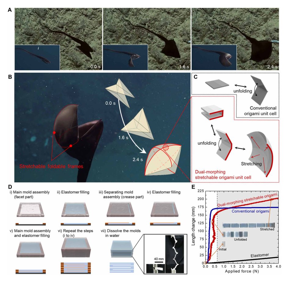 Bioinspired dual-morphing stretchable origami Figure 1