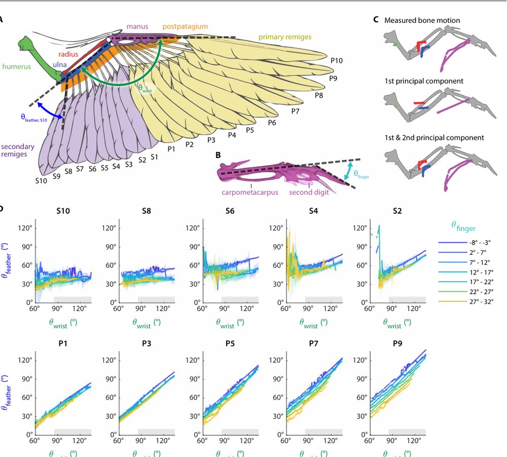 Soft biohybrid morphing wings with feathers underactuated by wrist and finger motion Figure 1