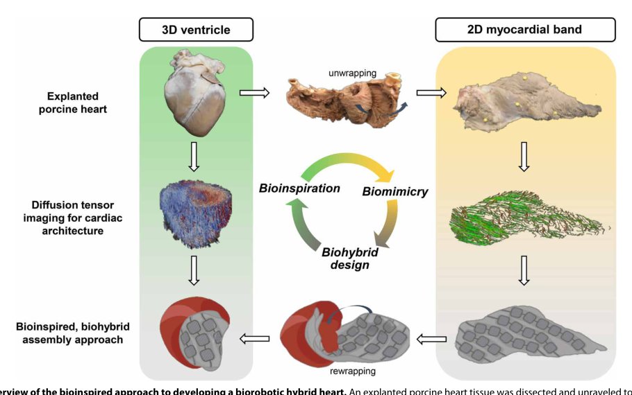 An organosynthetic dynamic heart model with enhanced biomimicry guided by cardiac diffusion tensor imaging Figure 1