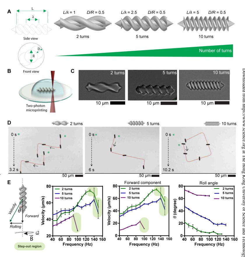 Elucidating the interaction dynamics between microswimmer body and immune system for medical microrobots Figure 1