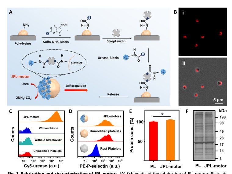 Enzyme-powered Janus platelet cell robots for active and targeted drug delivery Figure 1