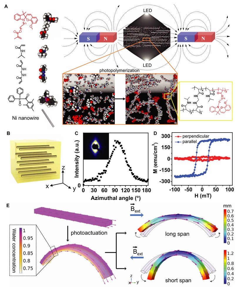 Fast and programmable locomotion of hydrogel-metal hybrids under light and magnetic fields Figure 1
