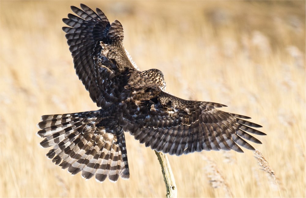 Bioinspired wing and tail morphing extends drone flight capabilities Figure 1