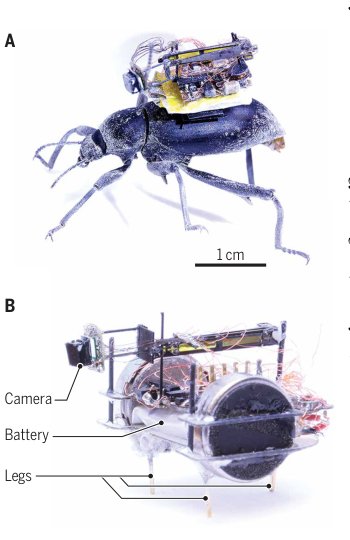 A bug’s-eye view Figure 1