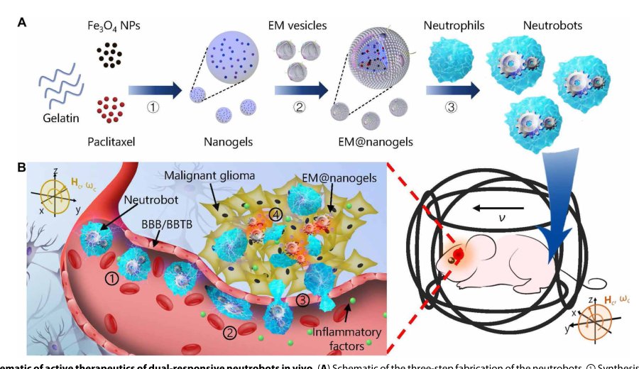 Dual-responsive biohybrid neutrobots for active target delivery Figure 1