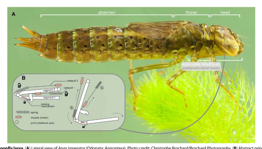 A controllable dual-catapult system inspired by the biomechanics of the dragonfly larvae’s predatory strike Figure 1