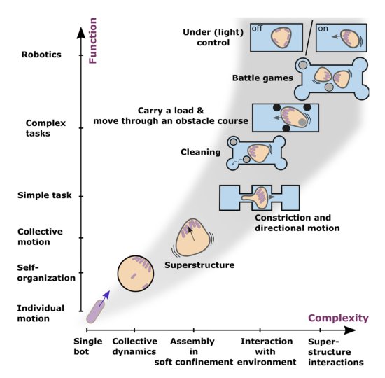 From collections of independent, mindless robots to flexible, mobile, and directional superstructures Figure 1