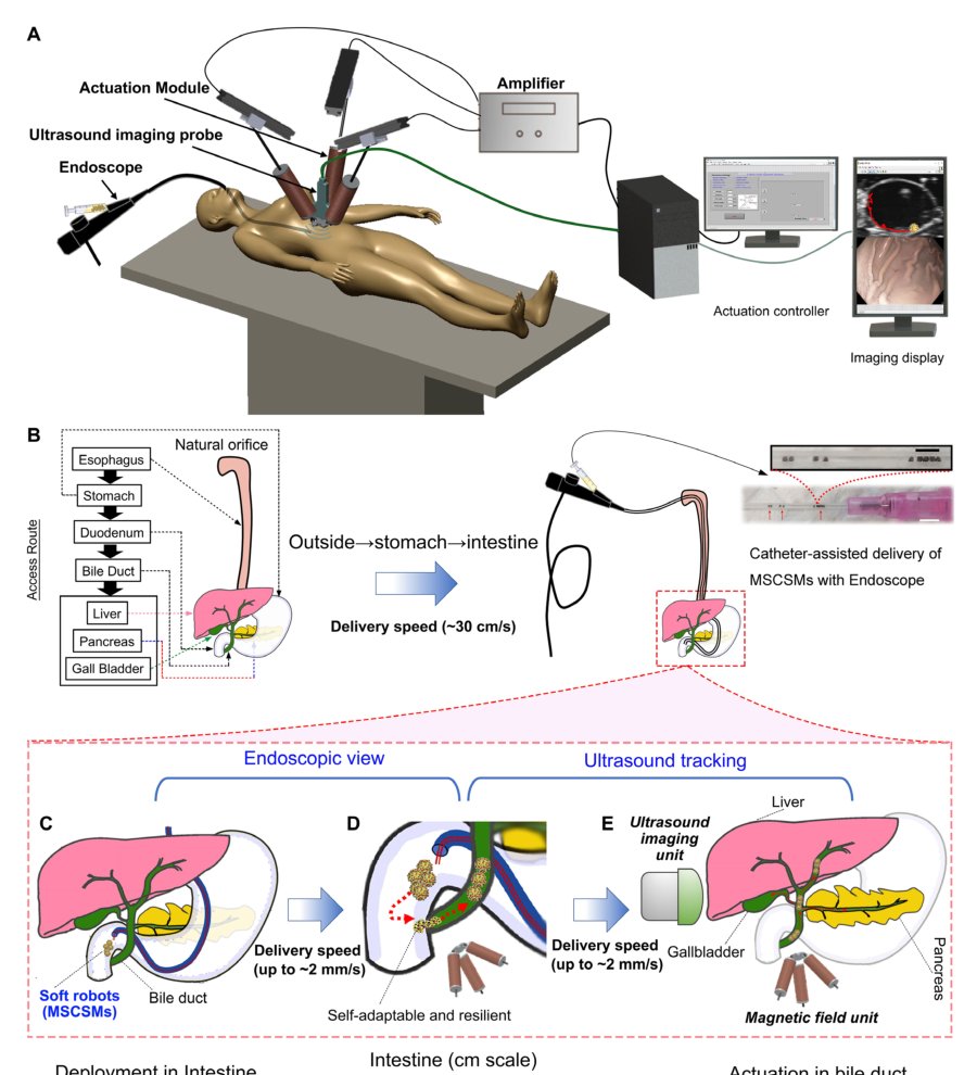 Endoscopy-assisted magnetic navigation of biohybrid soft microrobots with rapid endoluminal delivery and imaging Figure 1