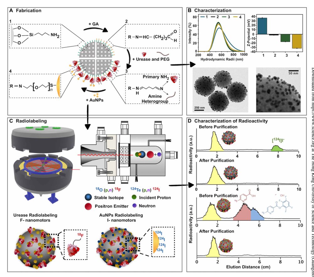 Swarming behavior and in vivo monitoring of enzymatic nanomotors within the bladder Figure 1