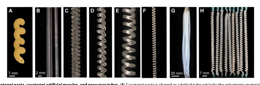 Cavatappi artificial muscles from drawing, twisting, and coiling polymer tubes Figure 1