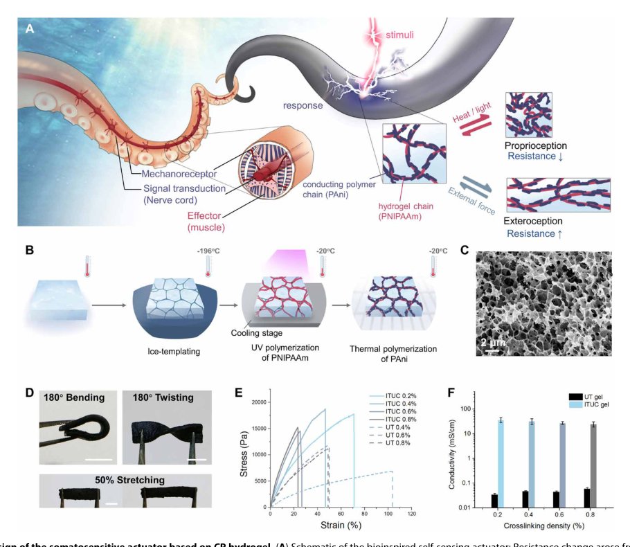 Somatosensory actuator based on stretchable conductive photothermally responsive hydrogel Figure 1