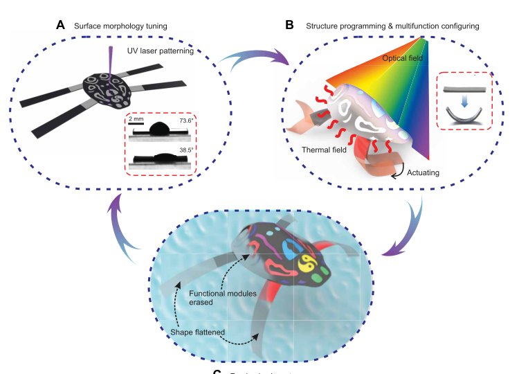Programmable and reprocessable multifunctional elastomeric sheets for soft origami robots Figure 1
