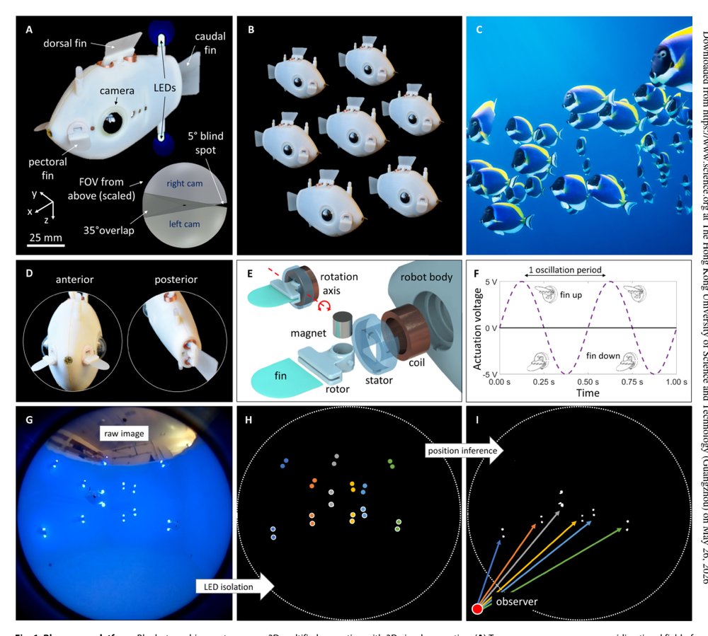 Implicit coordination for 3D underwater collective behaviors in a fish-inspired robot swarm Figure 1