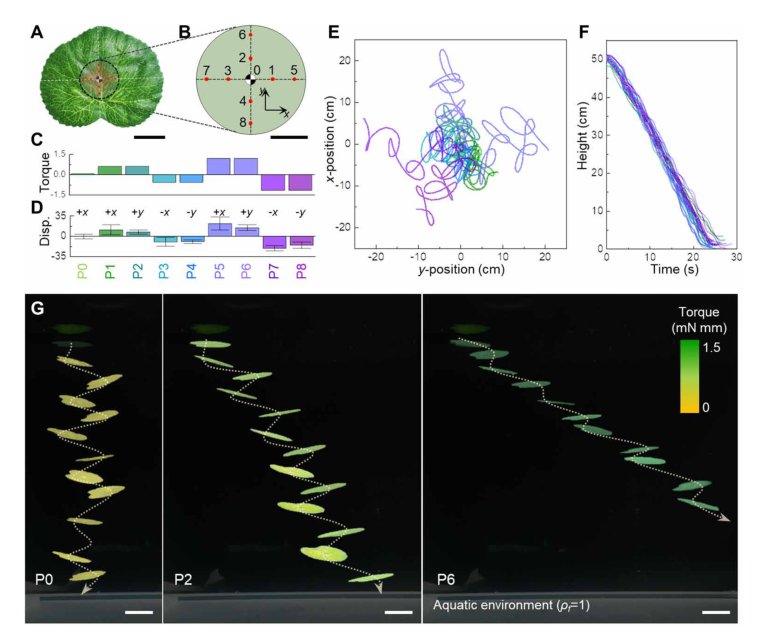 Underwater maneuvering of robotic sheets through buoyancy-mediated active flutter Figure 1
