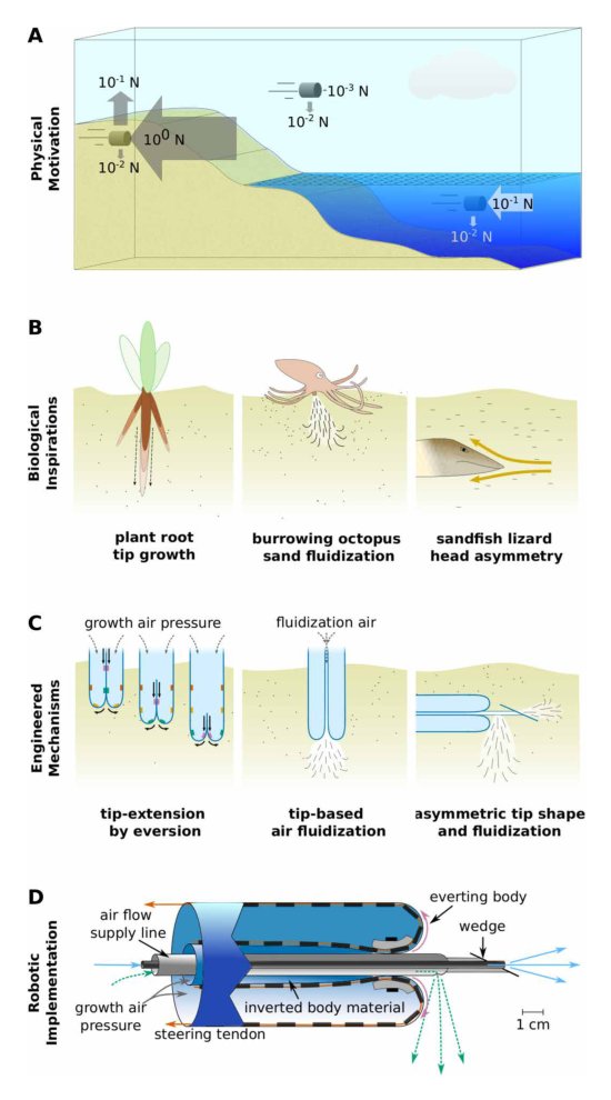 Controlling subterranean forces enables a fast, steerable, burrowing soft robot Figure 1