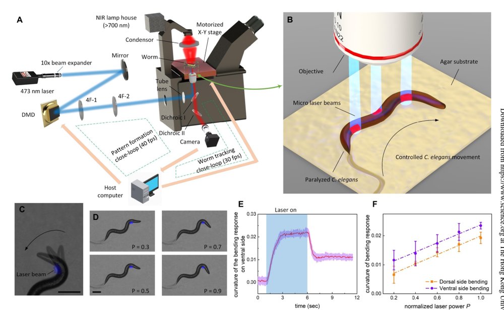 Toward a living soft microrobot through optogenetic locomotion control of <i>Caenorhabditis elegans</i> Figure 1