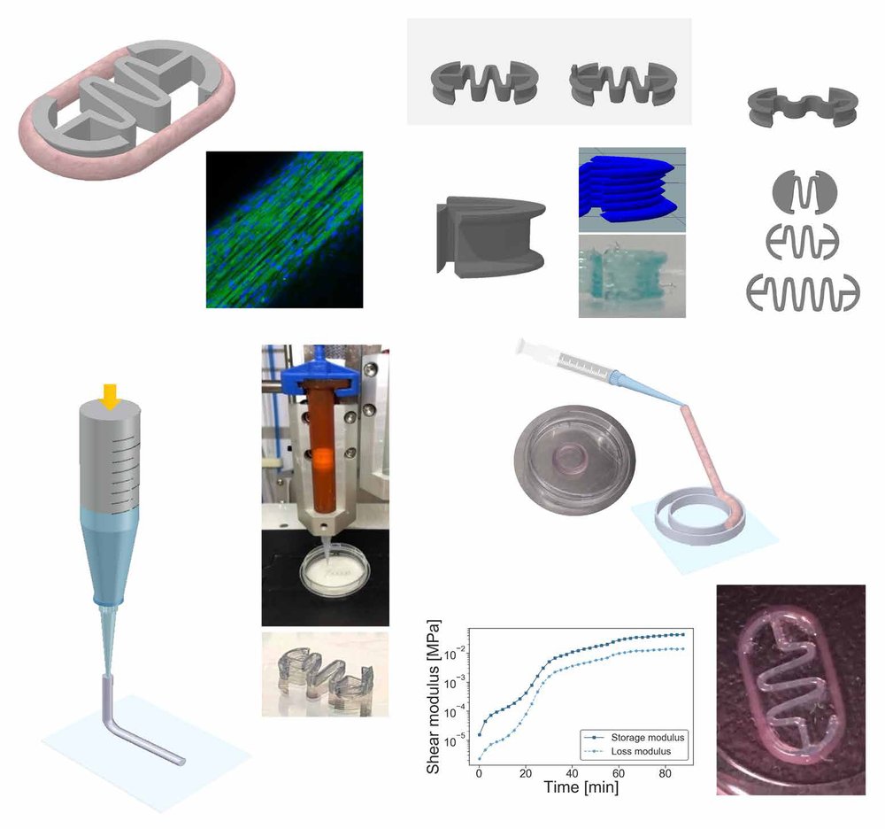 Biohybrid soft robots with self-stimulating skeletons Figure 1