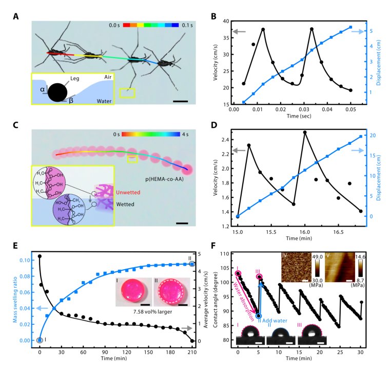 Self-powered locomotion of a hydrogel water strider Figure 1
