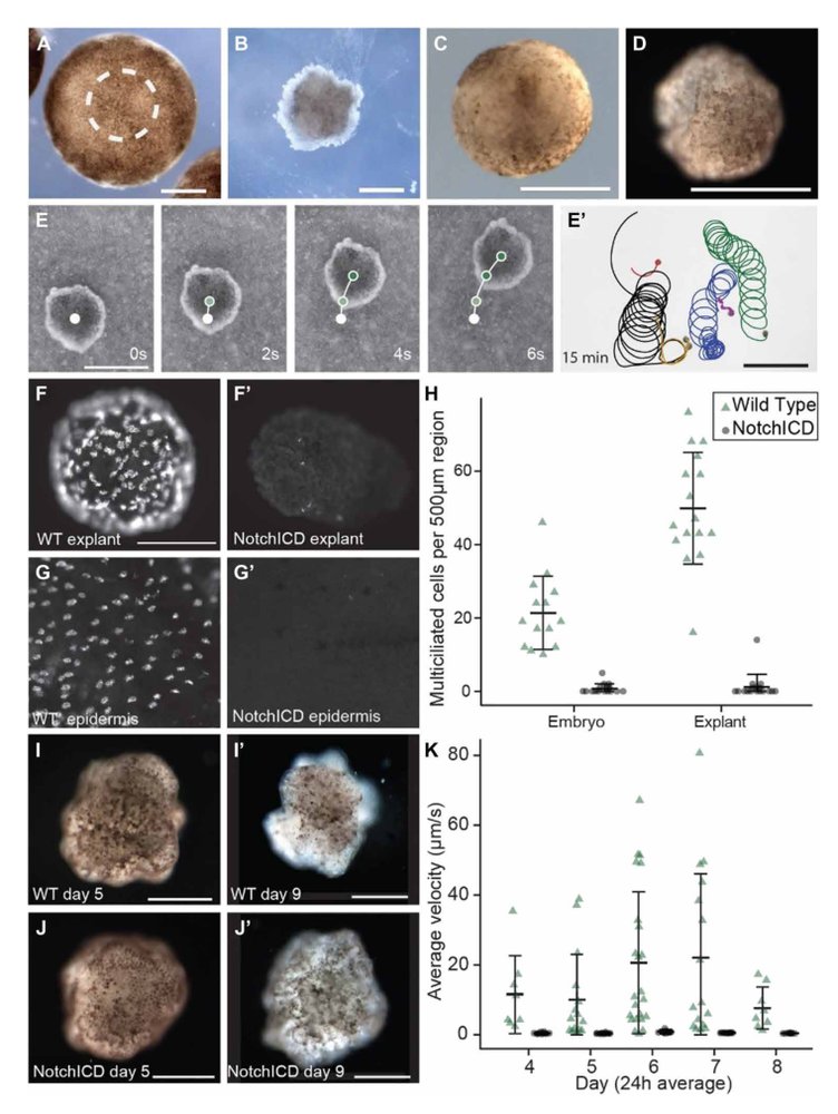 A cellular platform for the development of synthetic living machines Figure 1
