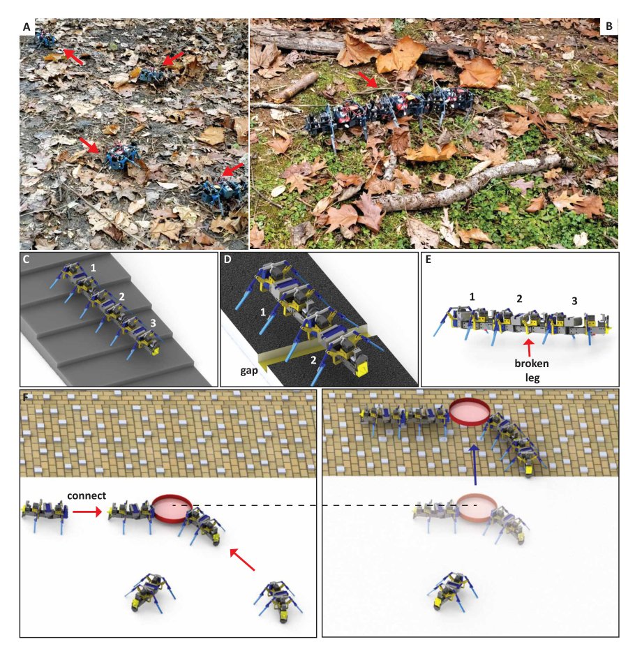 Self-reconfigurable multilegged robot swarms collectively accomplish challenging terradynamic tasks Figure 1