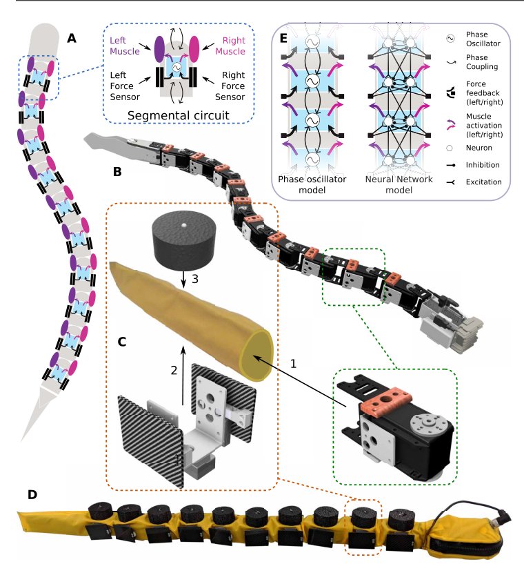 Emergence of robust self-organized undulatory swimming based on local hydrodynamic force sensing Figure 1