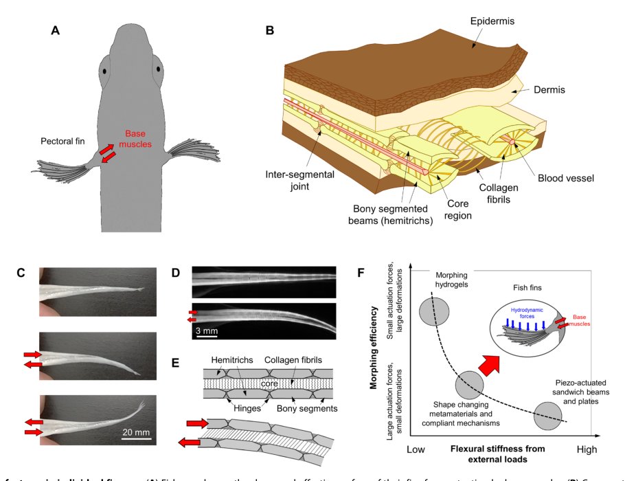 Segmentations in fins enable large morphing amplitudes combined with high flexural stiffness for fish-inspired robotic materials Figure 1
