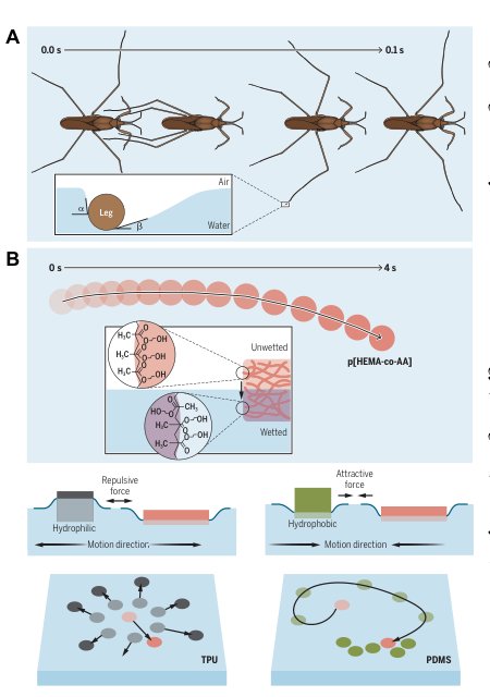 Self-propelled hydrogels that glide on water Figure 1