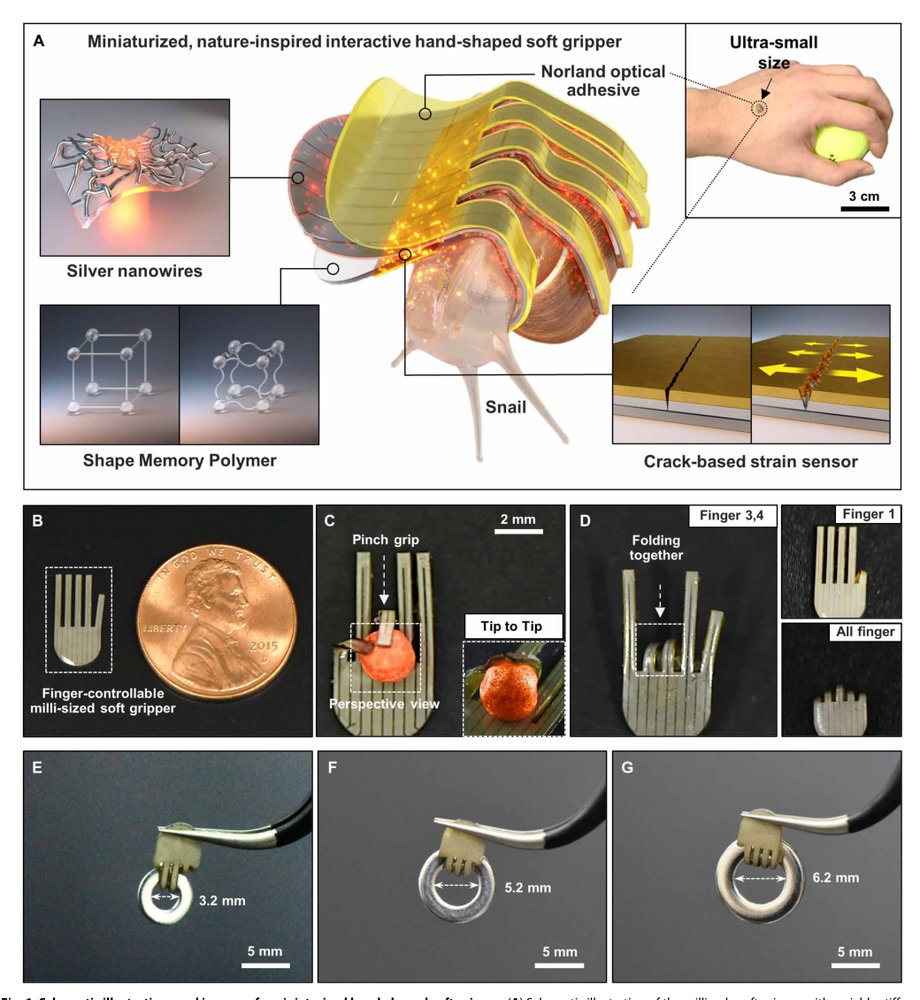 Vital signal sensing and manipulation of a microscale organ with a multifunctional soft gripper Figure 1