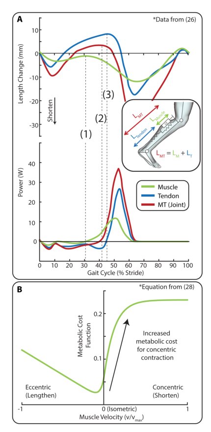 Individualization of exosuit assistance based on measured muscle dynamics during versatile walking Figure 1