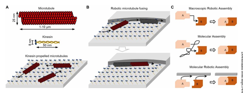 Robotic end-to-end fusion of microtubules powered by kinesin Figure 1