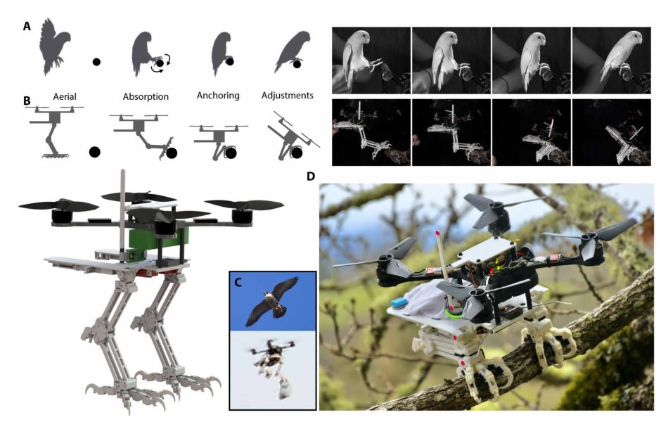 Bird-inspired dynamic grasping and perching in arboreal environments Figure 1