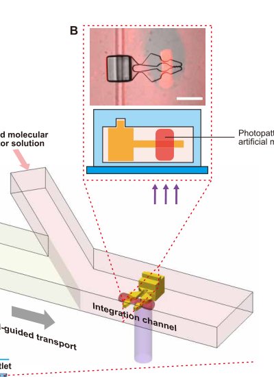In situ integrated microrobots driven by artificial muscles built from biomolecular motors Figure 1