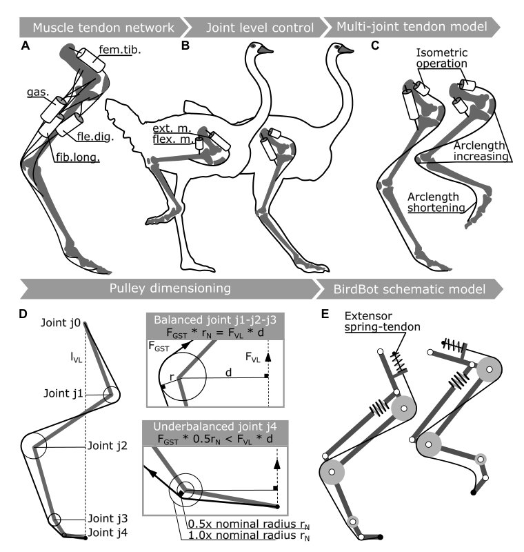 BirdBot achieves energy-efficient gait with minimal control using avian-inspired leg clutching Figure 1
