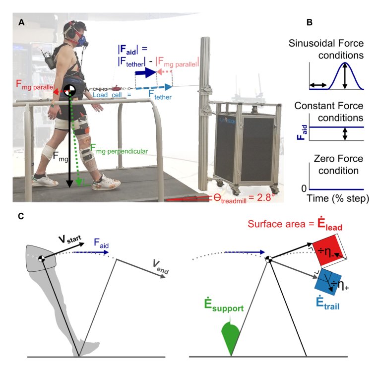 Metabolically efficient walking assistance using optimized timed forces at the waist Figure 1