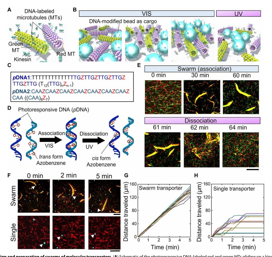 Cooperative cargo transportation by a swarm of molecular machines Figure 1