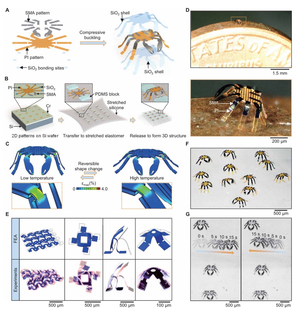 Submillimeter-scale multimaterial terrestrial robots Figure 1