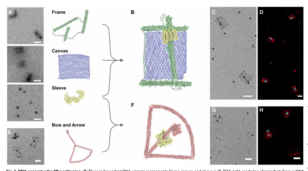A DNA molecular printer capable of programmable positioning and patterning in two dimensions Figure 1