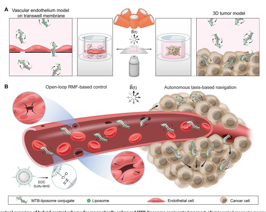 Magnetic torque–driven living microrobots for increased tumor infiltration Figure 1