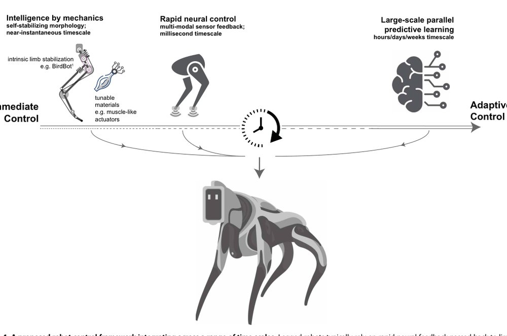Running birds reveal secrets for legged robot design Figure 1