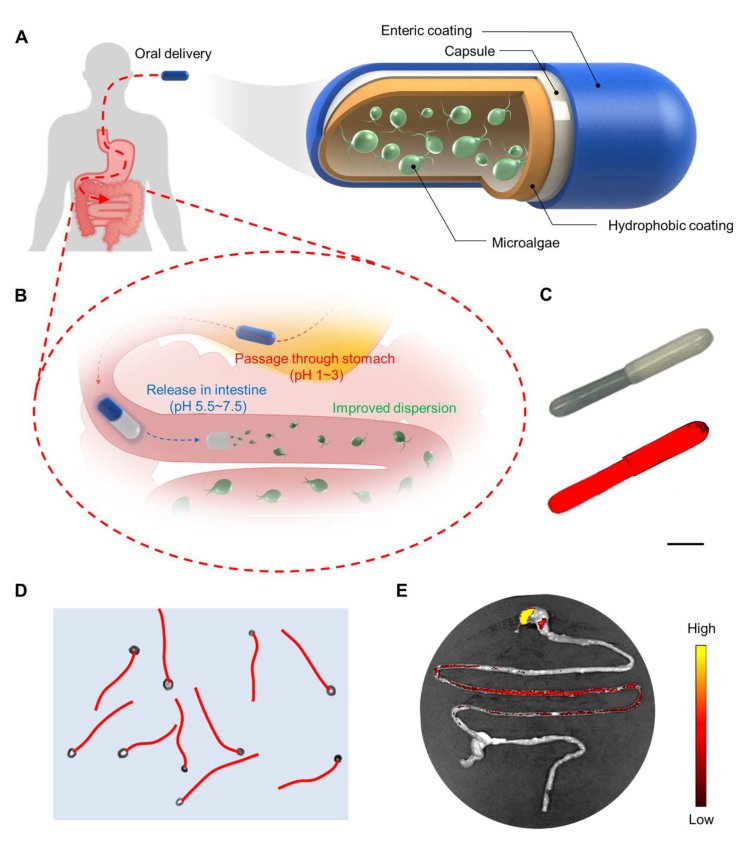 Gastrointestinal tract drug delivery using algae motors embedded in a degradable capsule Figure 1