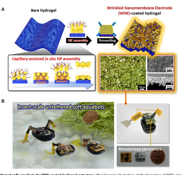 High-performance electrified hydrogel actuators based on wrinkled nanomembrane electrodes for untethered insect-scale soft aquabots Figure 1