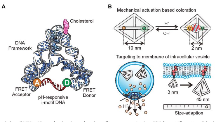 Mechano-fluorescence actuation in single synaptic vesicles with a DNA framework nanomachine Figure 1