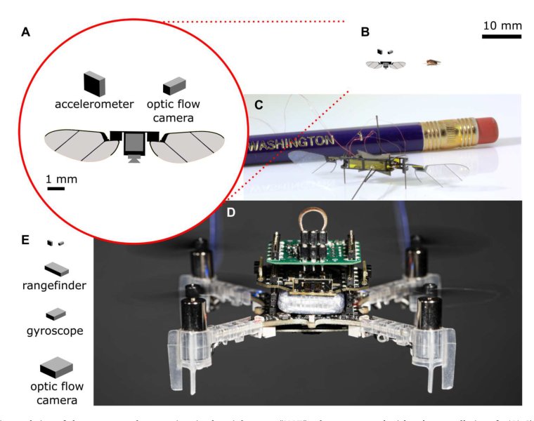A gyroscope-free visual-inertial flight control and wind sensing system for 10-mg robots Figure 1