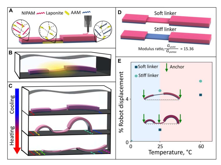 Untethered unidirectionally crawling gels driven by asymmetry in contact forces Figure 1
