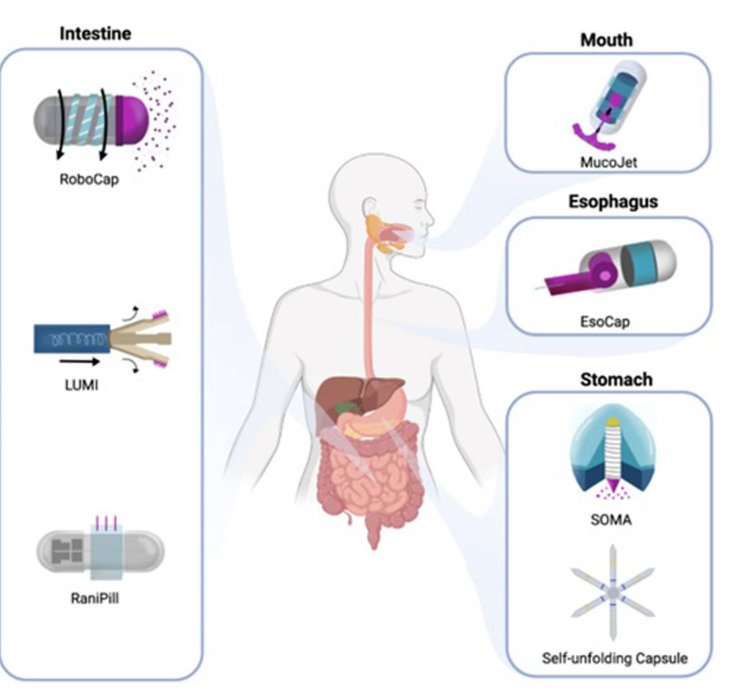 Clearing away barriers to oral drug delivery Figure 1