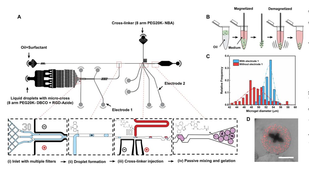 Quantifying stiffness and forces of tumor colonies and embryos using a magnetic microrobot Figure 1