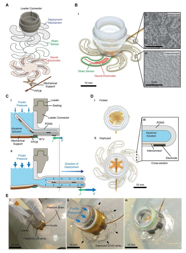 Deployment of an electrocorticography system with a soft robotic actuator Figure 1