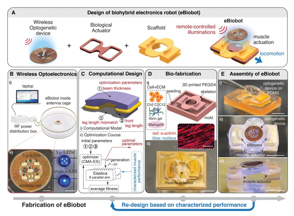 Remote control of muscle-driven miniature robots with battery-free wireless optoelectronics Figure 1