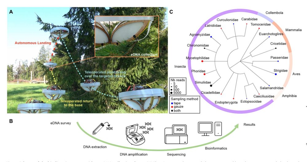 Drone-assisted collection of environmental DNA from tree branches for biodiversity monitoring Figure 1