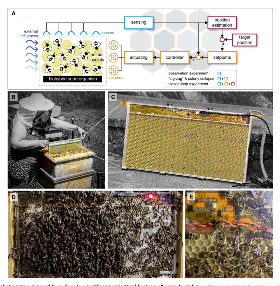 A robotic honeycomb for interaction with a honeybee colony Figure 1